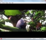 ROX Player - Powerful Media Player 1.476 ROX Player - Powerful Media Player 1.476